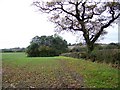 Field boundary near Ryme Intrinseca