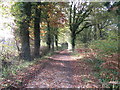 Bridleway on the southern edge of Wephurst Wood