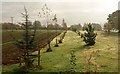 Young trees, Sugarswell Business Park