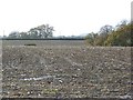 Maize stubble near Melbury Bubb