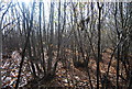 Coppiced trees by Swanton Rd