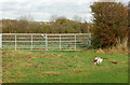 Farm gates near Churchlands business park, Harbury