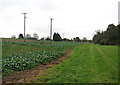 Public footpath to Brooke Road, The Ling