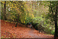 Autumn leaves, Hillsborough forest