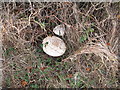 Umbrella fungi on path near Fordland Copse