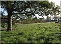 Powderham Deer Park