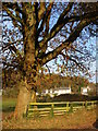 Roadside tree in late Autumn sunlight, Itton