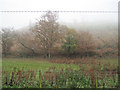 Autumn trees above Llanwddyn