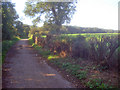 Track to Felley Mill