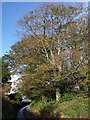 Trees at Venton Chapel Cross