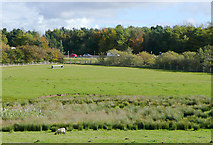 SJ9314 : Pasture by the M6 near Penkridge, Staffordshire by Roger  D Kidd