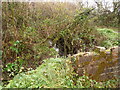 Upstream from a bridge near Brimford cross