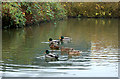 Mallards on the canal near St Mary