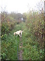 Public Footpath leading to footbridge over the River Mole, just North west of Horley, Surrey