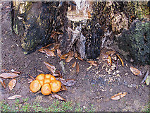 SO6425 : Fungus by decaying stump by Pauline E