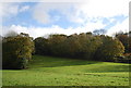 Woodland by the 1066 Country Walk