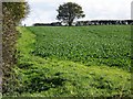 Root crops, Ireland