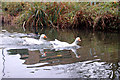 Geese on the Grand Union Canal near Sydenham estate