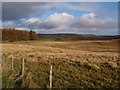 Sheep Grazing land near Wester Alemoor