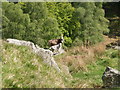 Wild goats on the eastern slope of St Fillans Hill, near Dundurn