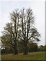 Autumn Trees, Little Gaddesden