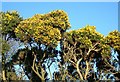 Gorgeous Gorse