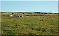 Grazing Land on Fell Hill