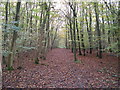 Tree lined path in Netherwood