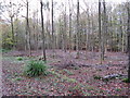 Coppice area in Netherwood