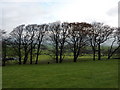 Belt of trees by Hecklin Farm