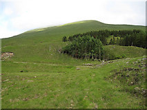 NH1047 : Small plantation near Glenuaig Lodge by Hugh Venables
