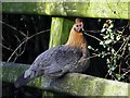 A perching hen, Ballybracken