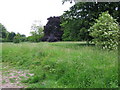 Trees on Eastry picnic site