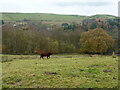 Calf in field