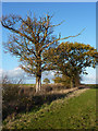 Trees by footpath