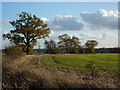 Field scene with winter crop emerging