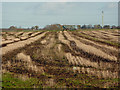 Large field near Hine