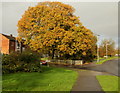 Oak in autumn splendour,  Ringland