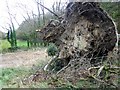 Fallen tree near The Green