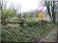 Laid hedge, Upton