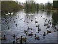 The Lake, Victoria Park