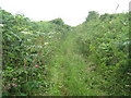 Overgrown path near Treverven