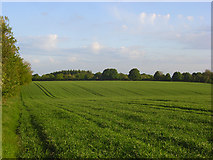 SU4678 : Farmland, Peasemore by Andrew Smith