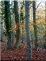 Autumn woodland