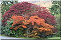 Acers at their best.