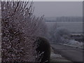 Frost on a hedge