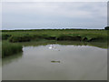 The river bank on a section known as Long Reach