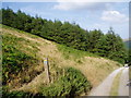 Small woodland near Plymog on Fron Hen