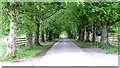 Avenue of lime trees  to   Whitehouse of Dunira, Perthshire