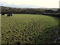 Field near Shapley